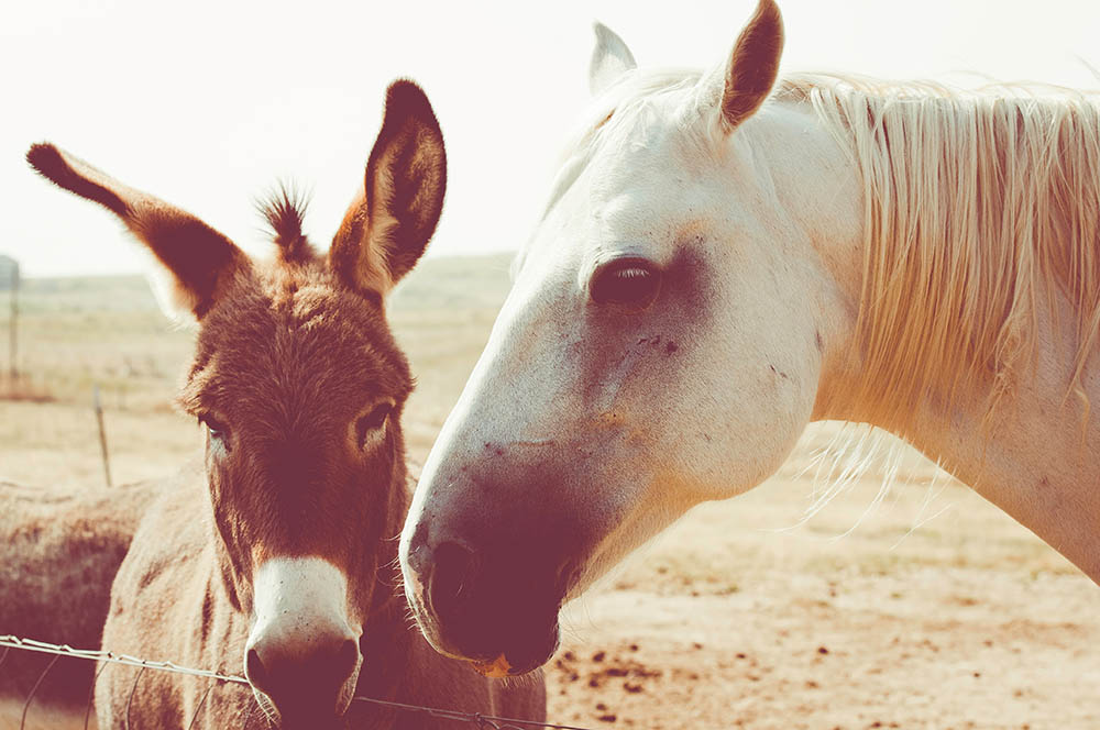 Jakie są różnice pomiędzy mułem, a koniem?