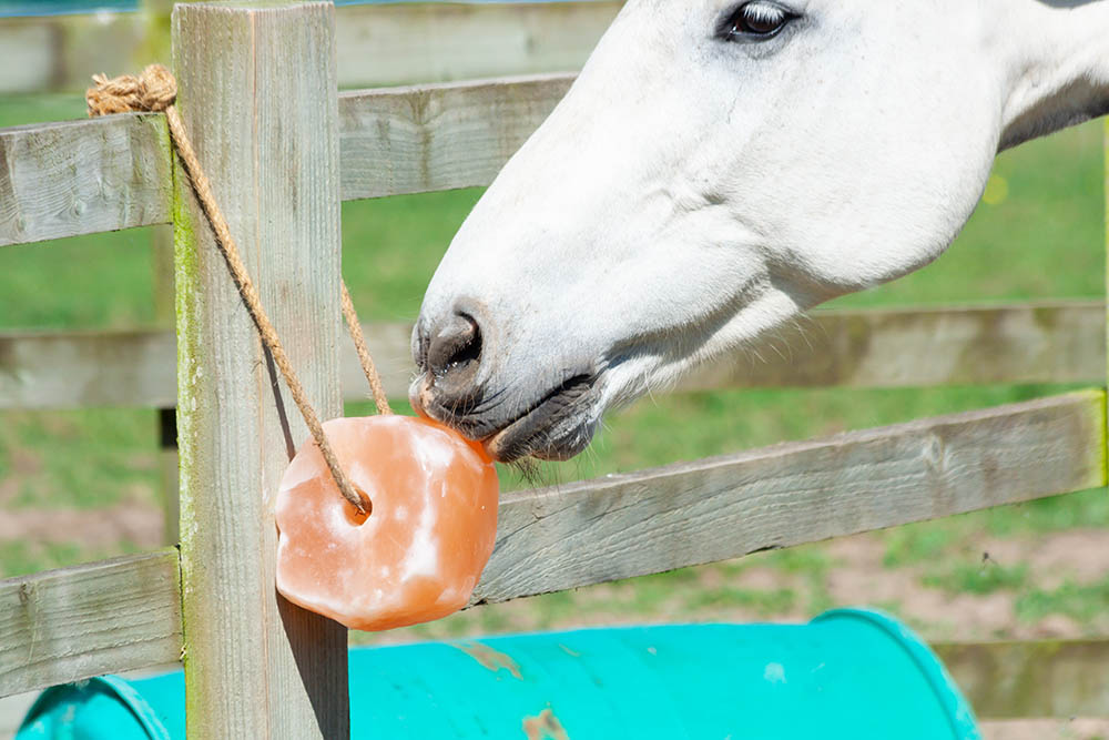 5 best salt licks for horses