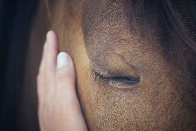 Why do horses sleep standing up?